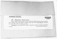Rosellinia diathrausta image